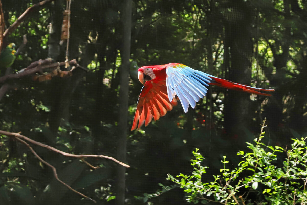 Parque das Aves. Foto: José Fernando Ogura/ANPr