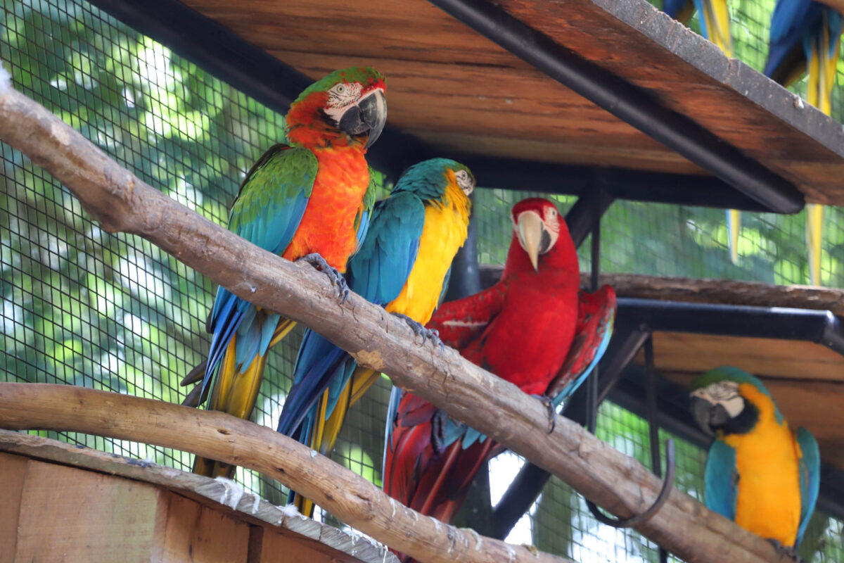 Parque das Aves. Foto: José Fernando Ogura/ANPr